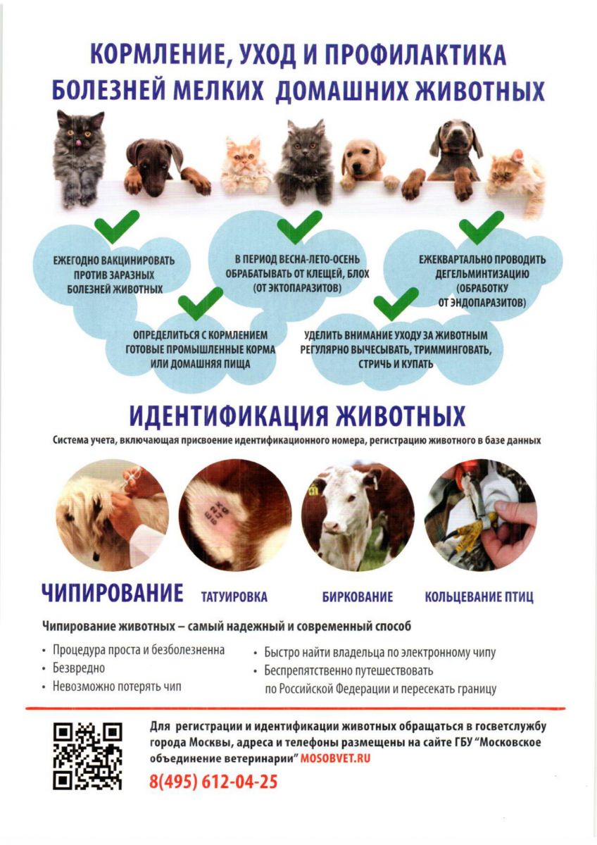 правила содержания собак и кошек в московской области
